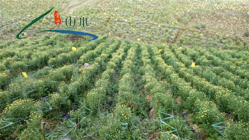 山水貴客文化旅游與貴州農副產品 自然饋贈與人文體驗的交融